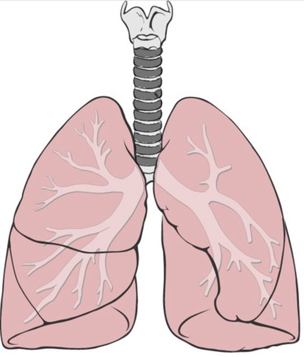 <p>Bands of cartilage on trachea</p>