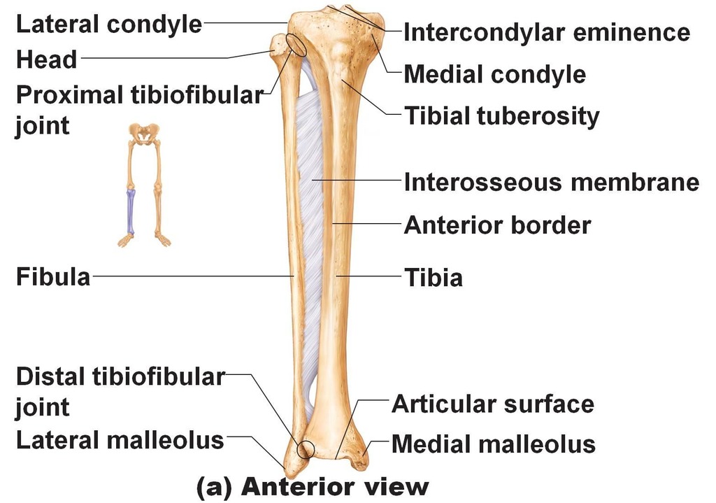 <ul><li><p>lateral and medial condyles</p></li><li><p>intercondylar eminence</p></li><li><p>tibial tuberosity</p></li><li><p>medial malleolus</p></li></ul><p></p>