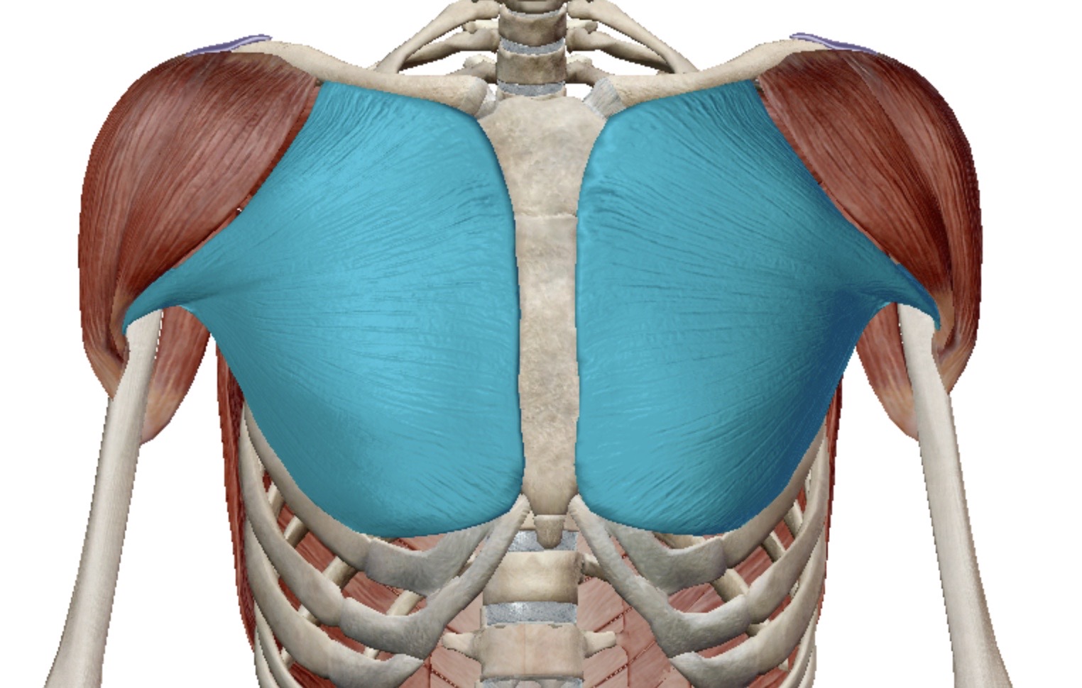 <p>Identify this muscle</p>