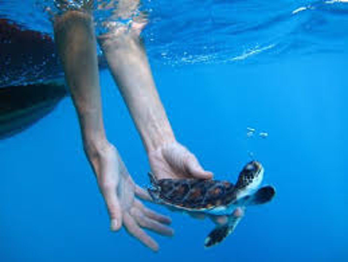 <p>to let go</p>