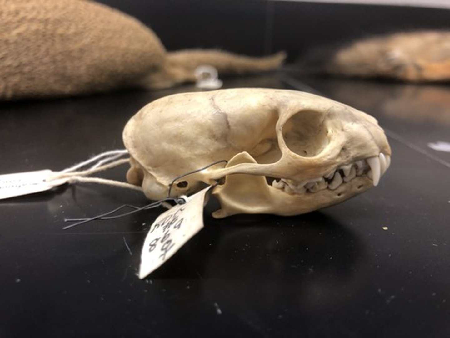 <p>Indian mongoose</p>