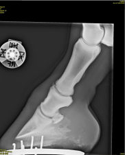 <p>AKP store husdyr blok 4 2024</p><p>Hvad fejler denne hest?</p><p>1 Fraktur af kodebenet </p><p>2 Septisk artritis af kodeleddet </p><p>3 Ringfod (osteoartritis af kronleddet) </p><p>4 Ostechondrose i kronleddet</p>