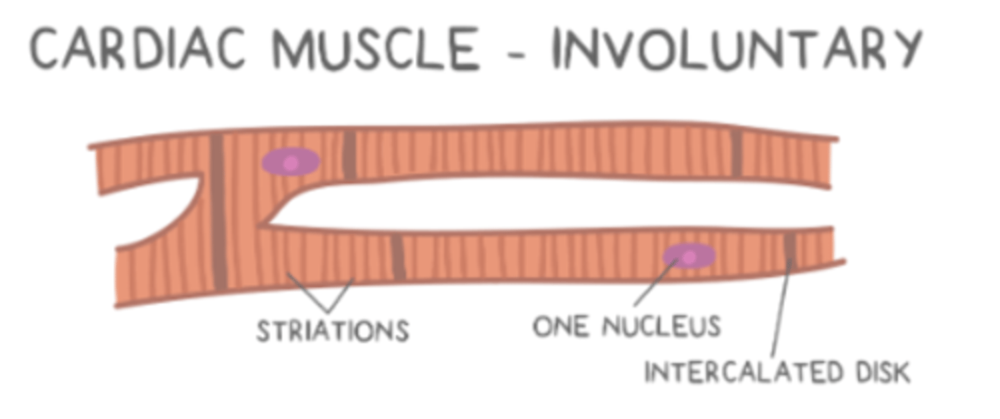 <p>they are striated (have sarcomeres) and have one nucleus per cell</p>