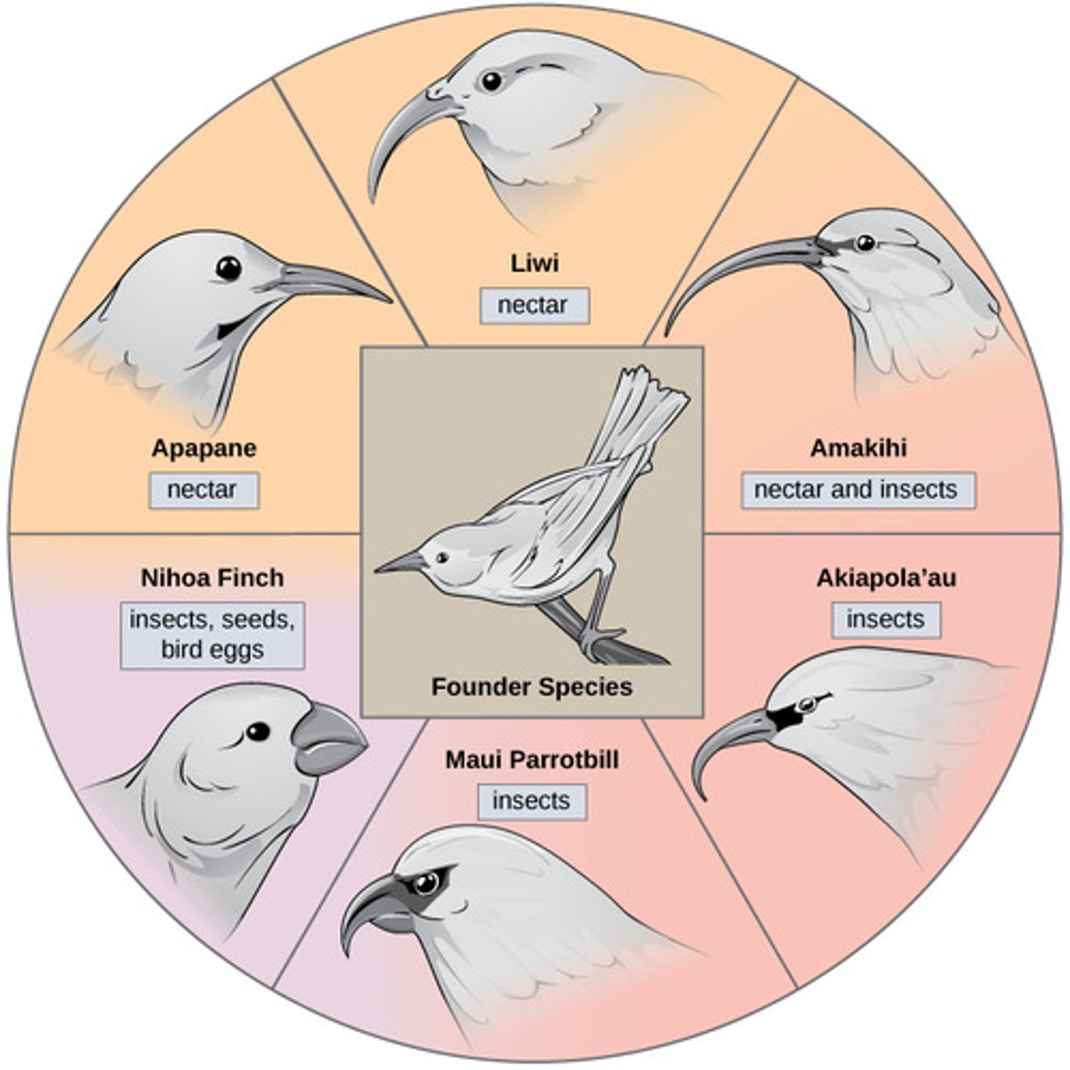<p>adaptive radiation</p>