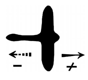 <p>baby birds show a reaction to a hawk like silhouette but no reaction to a goose like silhouette</p>