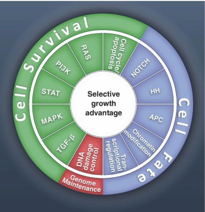 <p>there are 12 primary pathways affected by cancer that can be split into three categories</p><ol><li><p>Cell Survival</p></li><li><p>Genome Maintenance</p></li><li><p>Cell Fate</p></li></ol><p></p>