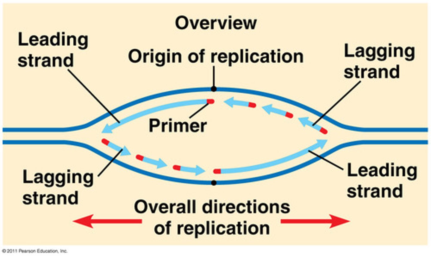 <p>✅ Leading strand:</p><p>Synthesized continuously</p><p>Goes toward the replication fork</p><p>Follows the helicase as it unwinds the DNA</p>