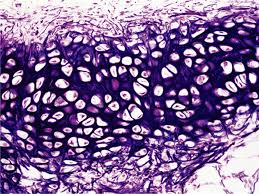 <p>Frame work and flexibility found in larynx and ear </p>