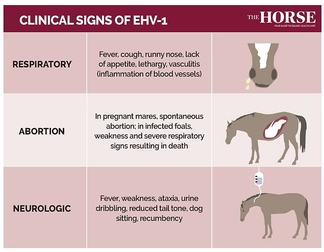 <ol><li><p><span style="color: purple;">Caprine herpesvirus </span></p></li></ol><ul><li><p><strong>caused </strong>by CpHV-1, CpHV-2 in goats</p></li><li><p><strong>Transmission</strong>: nasal or genital routes</p></li><li><p><strong>CS</strong>: </p><ul><li><p>Kids (1-2w): affect digestive tract, often fatal</p></li><li><p>Adults: mild resp. signs, vaginitis, balanoposthitis, possible abortion</p></li></ul></li><li><p><strong>Diagnosis</strong>: PCR, ELISA, VNT, histology of aborted fetus (intranuclear inclusions)</p></li><li><p><strong>Prevention</strong>: no specific vaccine</p></li></ul><ol start="2"><li><p><span style="color: green;">Equine herpesvirus (EHV)</span></p></li></ol><ul><li><p><strong>Caused </strong>by: EHV-1, EHV-4 in horses</p></li><li><p><strong>Transmission</strong>: aerosols</p></li><li><p><strong>CS</strong>: </p><ul><li><p>Respiratory: fever, nasal discharge, depression, lethargy, not eating</p></li><li><p>Abortions &amp; Neurological (EHV-1): equine herpes mueloencephalopathy - can be fatal </p></li><li><p>horse under 3 yrs - sudden-onset, mainly fever + resp. signs </p></li></ul></li><li><p>Pathology - infect + multiply in epithelial cells of resp. mucosa</p></li><li><p><strong>Diagnosis</strong>: PCR nasal swab or whole blood</p></li><li><p><strong>Treatment/prevention</strong>: no specific treatment, supportive. vaccination, isolation, hygiene</p></li></ul><p></p>
