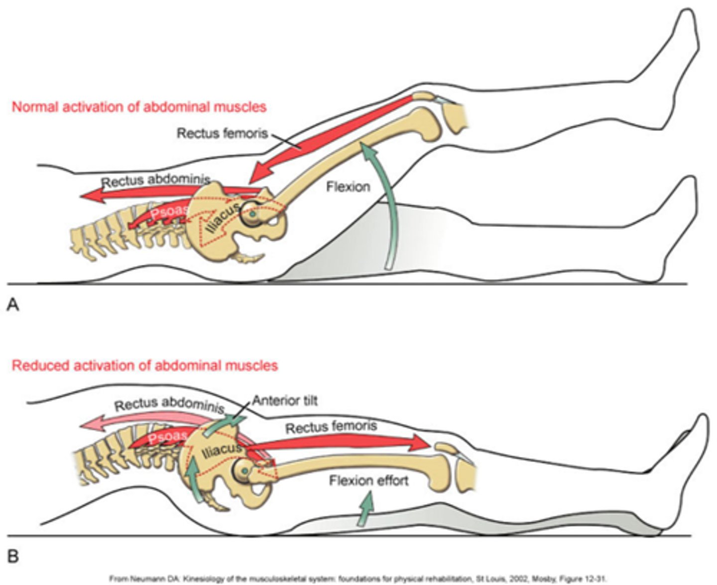 <p>second and third trimester</p><p>pelvic tilt exercises</p>