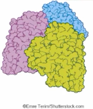 <p>Arises from the interactions between multiple polypeptide units.</p>