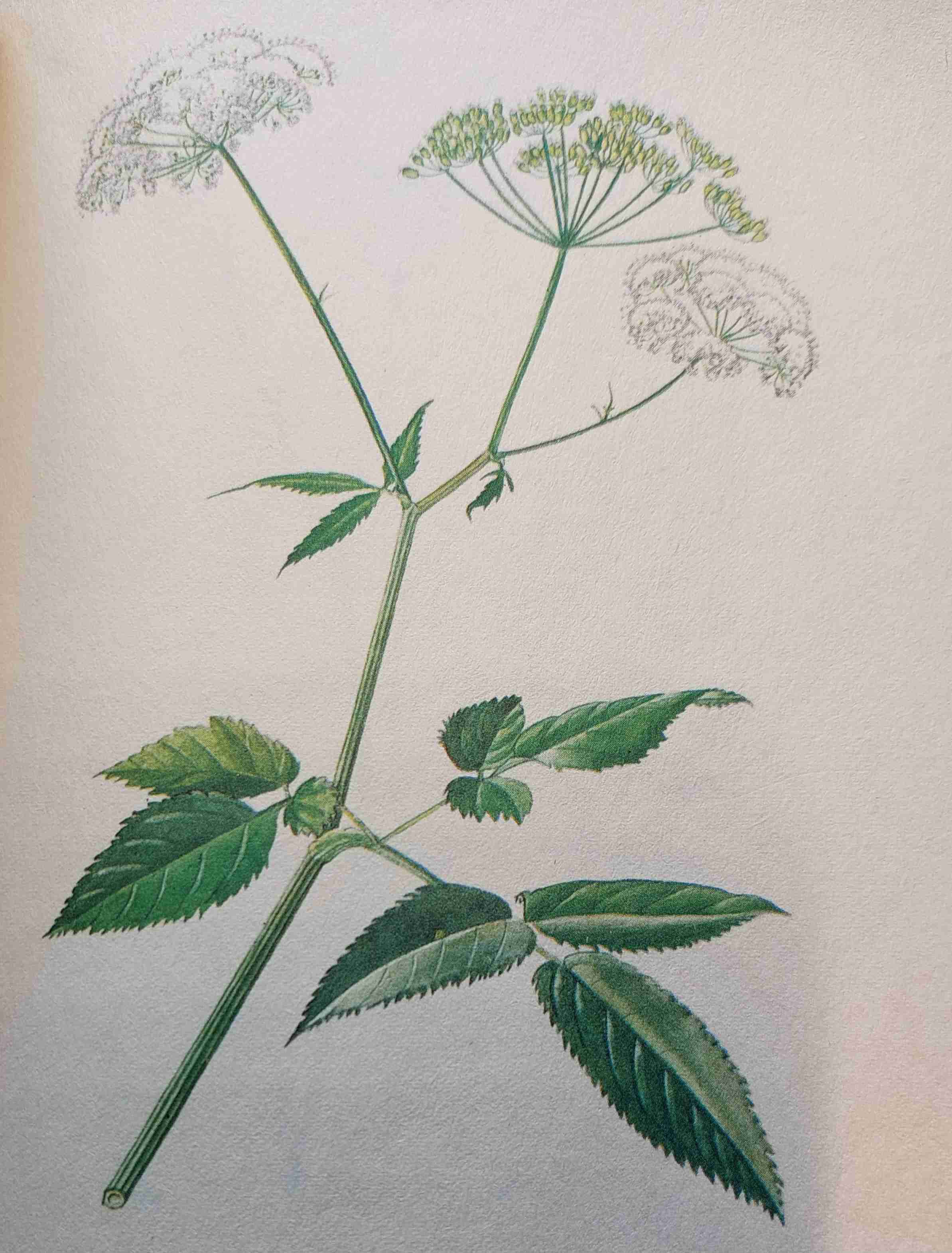 <p>vlhko, eutrofní, polostín</p>