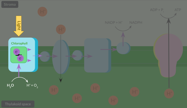 <p><span>Once electrons in chlorophyll are lost during photoionisation, they are replaced by water in a reaction called photolysis. In this reaction, light splits water into electrons, protons and oxygen. Protons help maintain the high concentration of protons in the thylakoid space, and oxygen diffuses out of the plant or is used in respiration.</span></p>