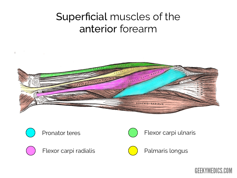 <ul><li><p><strong>flexor carpi radialis m.:</strong> origin: CFO, insertion: 2nd metacarpal, median n innervation</p></li><li><p> <strong>flexor carpi ulnaris m:</strong> origin: CFO, insertion: 5th metacarpal, ulnar n innervation</p></li><li><p><strong>palmaris longus m</strong>: origin: CFO, insertion: palmar aponeurosis, median n innervation</p></li></ul><p></p>