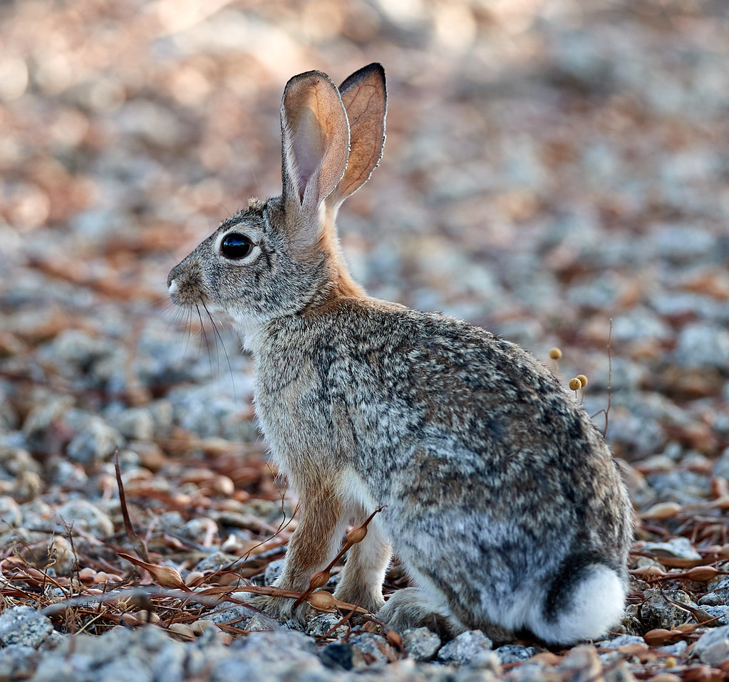 <p><em>Sylivilagus floridanus</em></p>