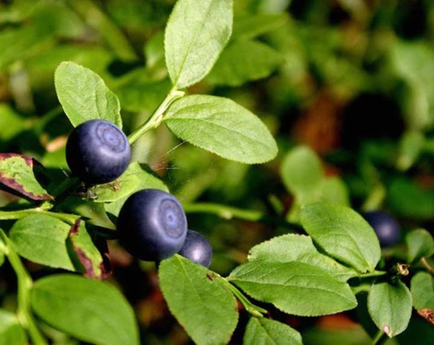 <p>Part Used: Leaf, fruit</p><p>Actions: antioxidant, venotonic, anti-diarrhea, nutrient, astringent, hypoglycemic</p><p>Indications: acute or chronic dysentery, cystitis, DM; varicose veins; External for oral mucosa inflammation</p><p>CI: Pregnancy</p><p>Interactions: May potentiate hypoglycemic drugs</p><p>Vaccinate before going to Myrtle beach to prevent diarrhea and inflamed mouth, esp if diabetic</p>