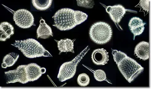 <p>Phylum: Radiolarians</p><p>Kingdom: Protist</p><p>Domain: Eukarya</p>