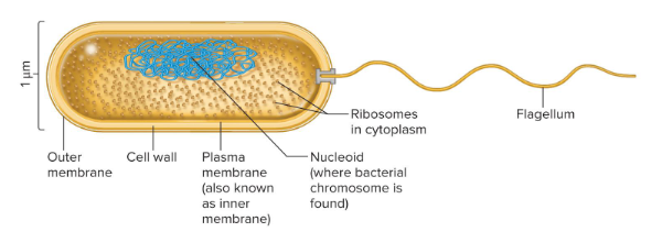 <p>What are distinctive characteristics of prokaryotes?</p>