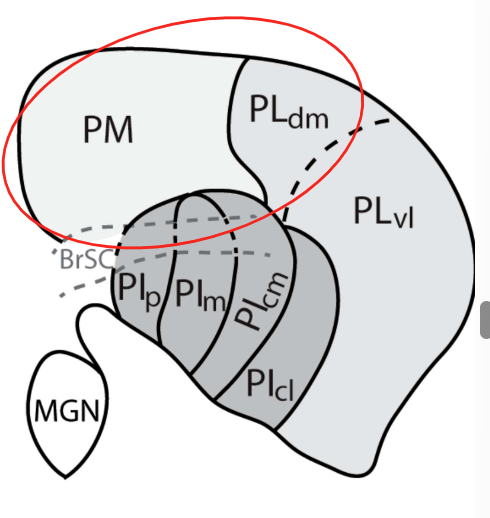 <ul><li><p><strong>More neurons</strong> responded to <strong>snake images</strong></p></li><li><p><strong>Stronger</strong> and <strong>faster</strong> responses to <strong>snakes</strong> vs other stimuli</p></li><li><p>Indicates a <strong>specialized neural bias</strong> for snake detection.</p></li></ul><p></p><ul><li><p>Pulvinar neurons responded <strong>most strongly</strong> when <strong>snakes were in striking position</strong>.</p></li></ul><p></p><ul><li><p>In humans, <strong>snake skin patterns</strong> evoke stronger <strong>early posterior negativity (EPN)</strong> than lizard or bird patterns.</p><ul><li><p><span><span>Neurons can rapidly segregate out snakes from images of hands and monkey</span></span></p><ul><li><p>As time goes on, the hands and monkeys are separated too, but it’s the snakes that got separated first</p></li></ul></li></ul></li><li><p>EPN = EEG signal linked to <strong>emotionally significant stimuli</strong>.</p></li></ul><p></p>