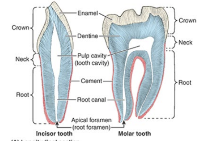 <p>pulp cavity contains connective tissue, blood vessels, and nerves</p><p>root canal transmits nerves/vessels to pulp cavity via apical foramen </p>