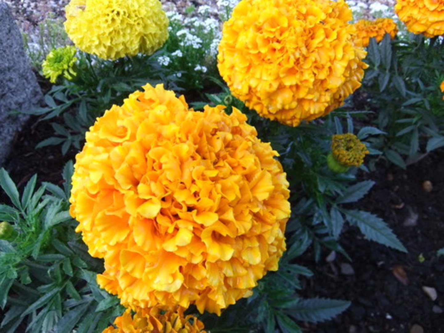 <p>hoa cúc vạn thọ</p><p>ex: marigold flowers are often used in traditional festivals</p>