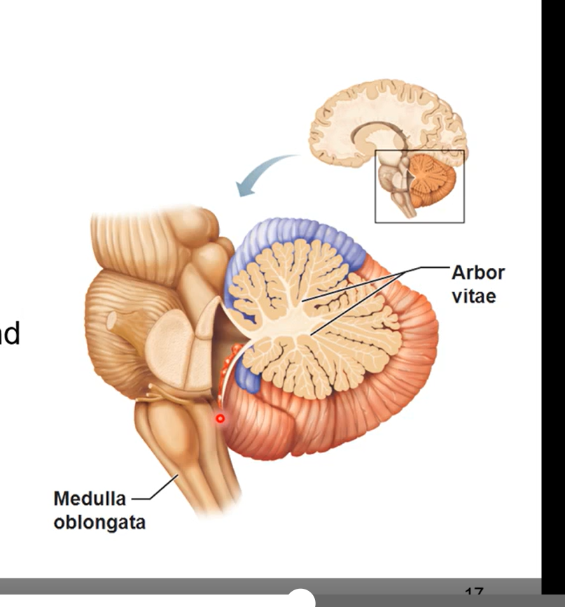 <ul><li><p>inferior to pons</p></li><li><p>continuous spinal cord</p></li><li><p>controls autonomic functions (breathing and heartbeat)</p></li></ul><p></p>