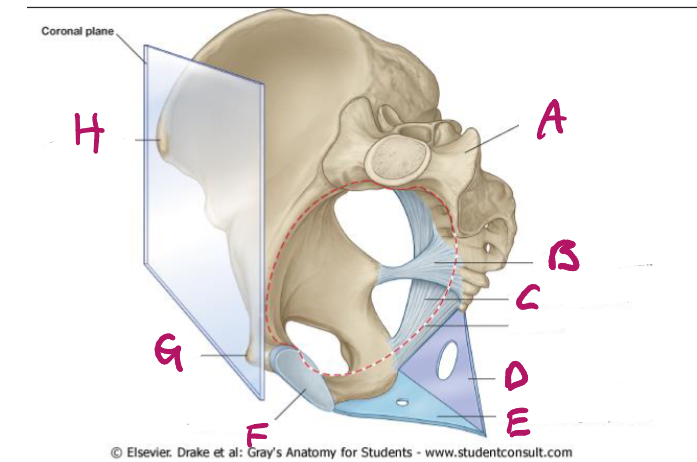 <p>label e</p>