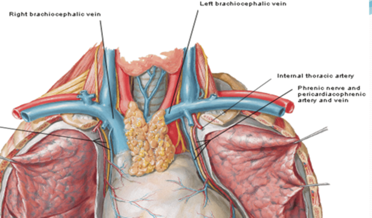 <p>branch of the internal thoracic artery that accompanies the phrenic nerve to the diaphragm</p>