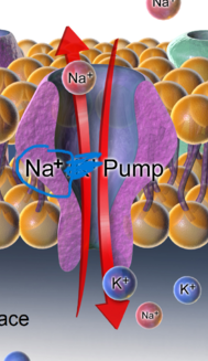<p>Sodium (Na+) Pumping:</p>