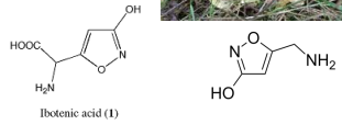 <p>Fill in the blank…</p><p>Poisoning from the woodland mushroom Amanita muscaria is caused by an excitatory amino acid, ( ), and its derivatives muscimol. It causes CNS depression, ataxia, hysteria, and hallucinations. </p>