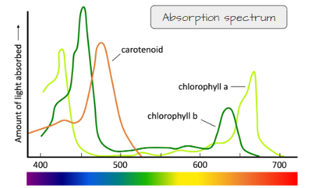 <p><span>absorption spectrum</span></p>