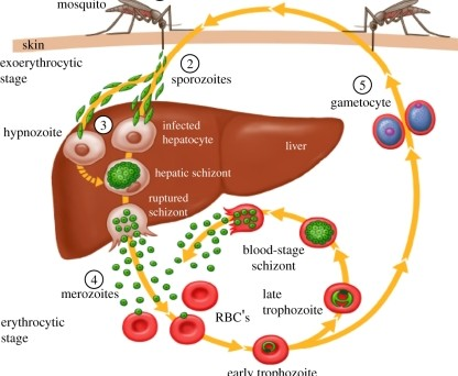 <p>Disease Process of Malaria</p><ol start="6"><li><p>Merozoite now attatches & invades ____. </p></li></ol><p></p>