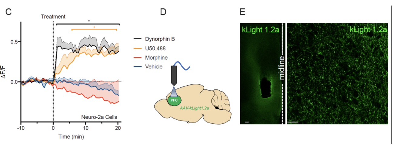 measure NT release with electrochemical detection and light. Using fluorescence to see what and how much NT is in the synapse. KLight is a receptor that only fluoresces when an agonist (the NT) is bound. It is a GPCR and when the NT binds, it will change shape so that it will emit light.