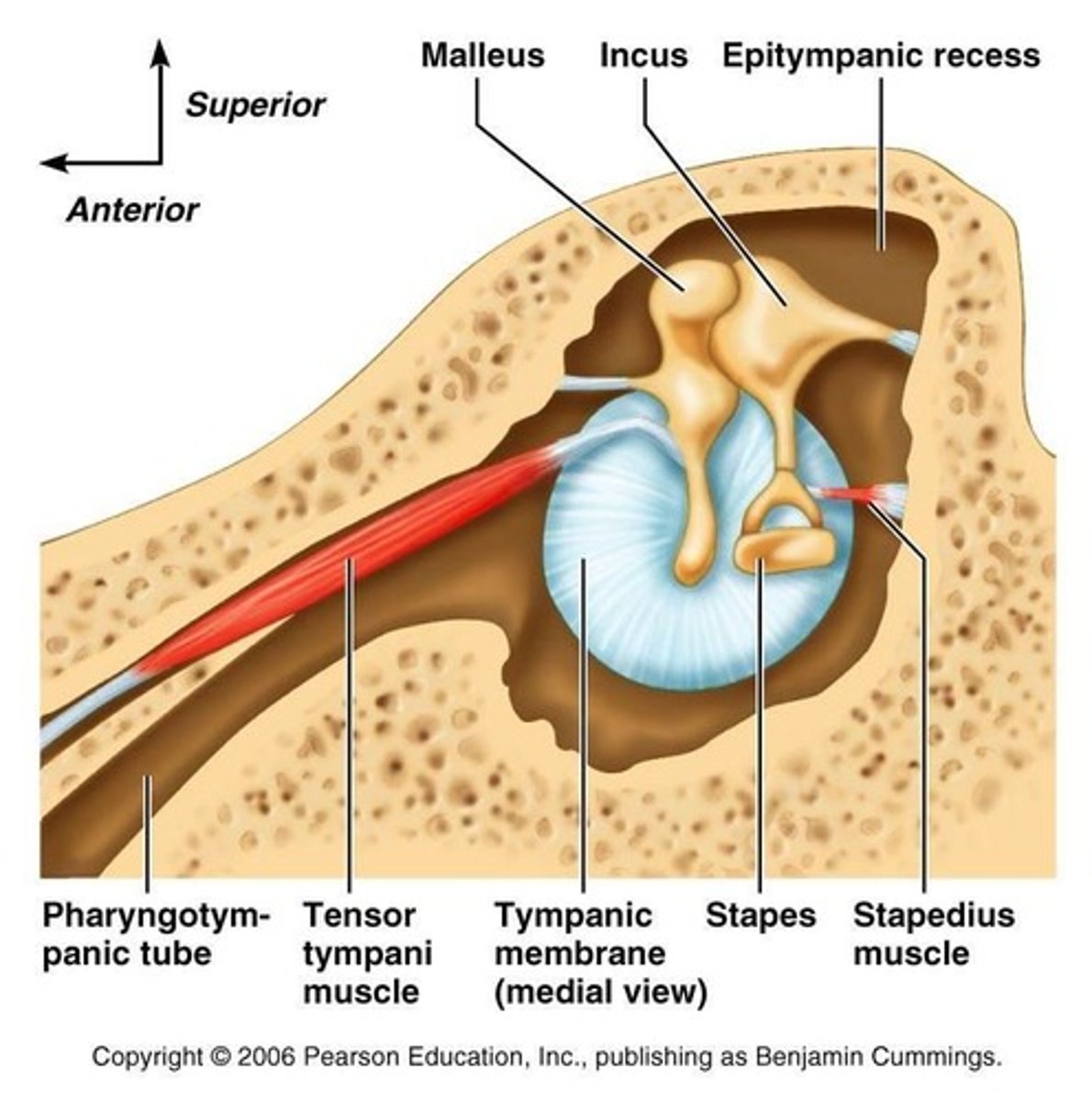 <p>muscle in the middle ear that attaches to malleus and tenses the eardrum to dampen loud/unpleasant sounds (rumbling sound)</p>