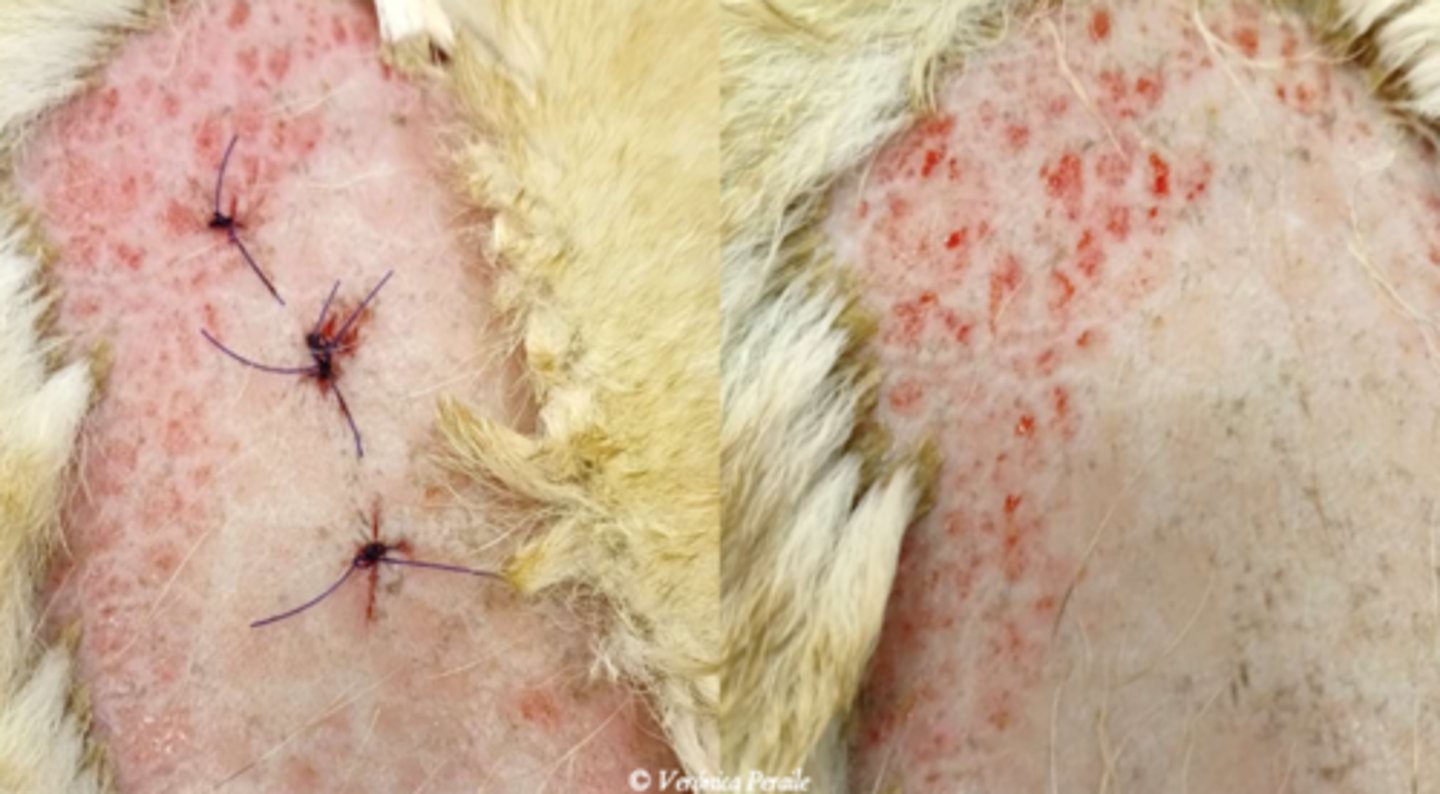 <p>¿lesión?</p><p>¿primaria o secundaria?</p>