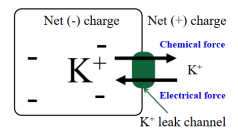 <ul><li><p>There is more K⁺ in the cell than outside the cell.</p></li><li><p>The chemical force pushes K⁺ outside the cell through the leak channel.</p></li><li><p>The electrical force pushes the K⁺ into the cell (as a positively charged ion).</p><ul><li><p>Both of these forces act on K⁺ at the same time.</p></li></ul></li><li><p>Net charge in the ICF is negative, ECF is positive.</p></li></ul><p></p>