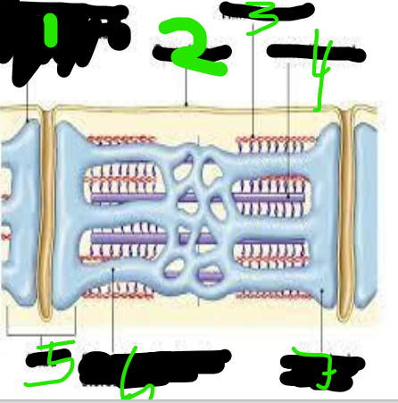 <p>7</p>