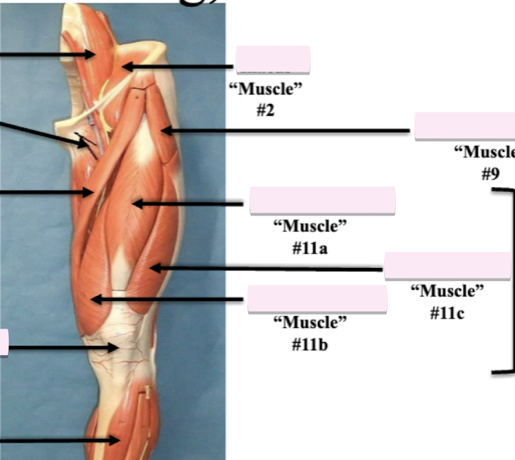 <p>Label muscle #11b </p>