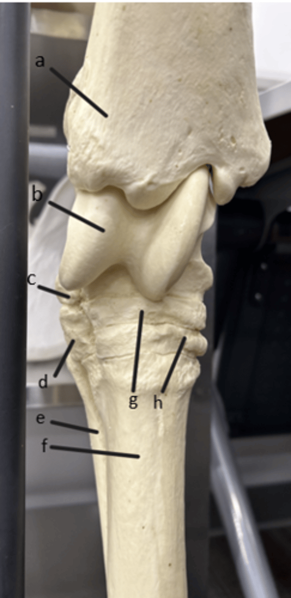 <p>a</p>