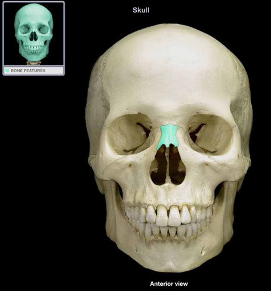 <p>Facial Bones (Know left/right)</p>