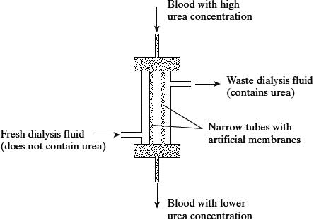 <p><span style="font-family: Arial, sans-serif;"><span>A dialysis machine contains artificial membranes which enable urea to be removed from the blood of a person with kidney failure. The diagram shows a dialysis machine. </span></span></p><p><span style="font-family: Arial, sans-serif; line-height: 107%;"><span>Suggest </span><strong><span>two </span></strong><span>reasons for keeping the fluid in the dialysis machine at 40 °C rather than room temperature.(2) </span></span></p>