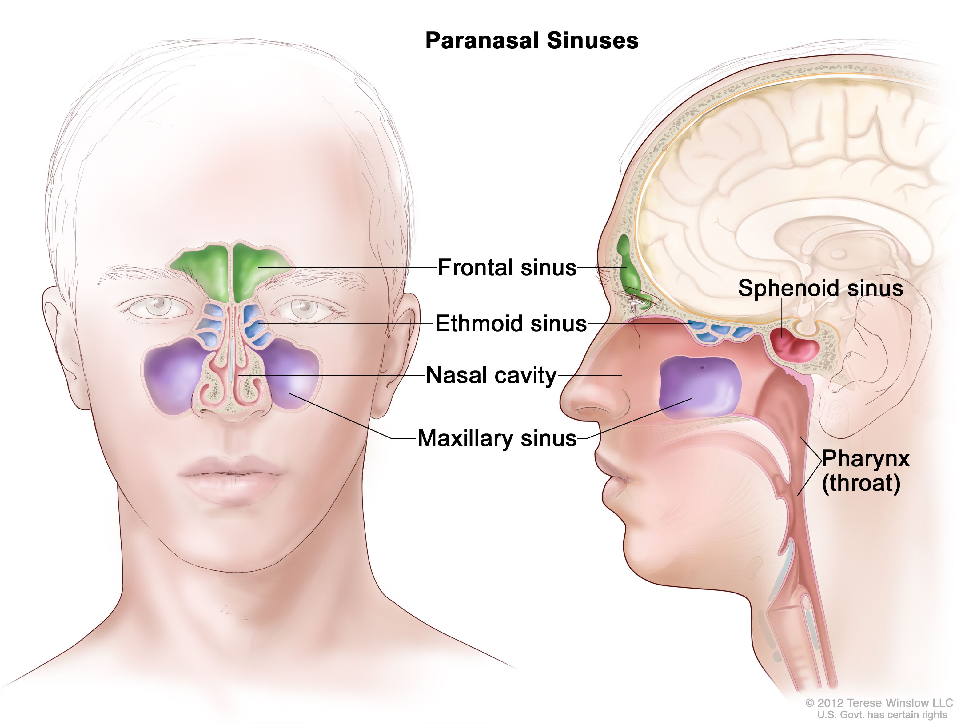 <p>frontal</p>