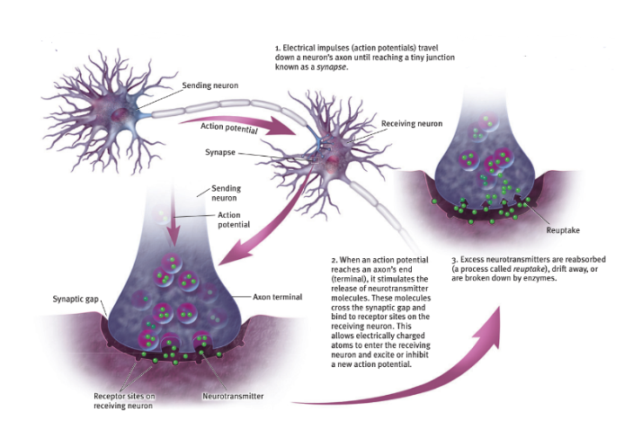 <p>The junction between the axon tip of the sending neuron and the dendrite or cell body of the receiving neuron. </p><p>The tiny gap of this junction is called the synaptic gap or synaptic cleft</p>