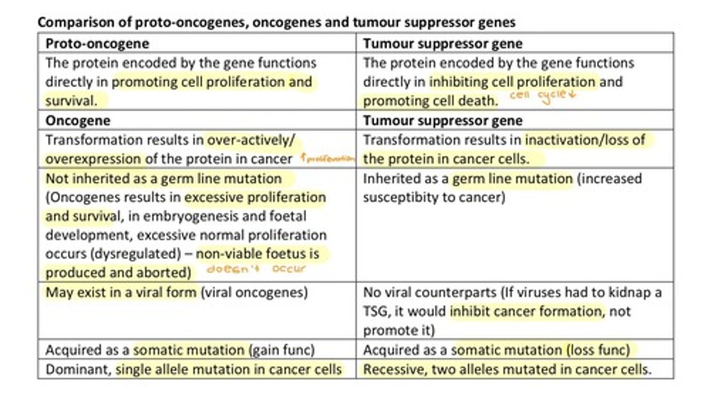 <p>Oncogenes are mutated proto-oncogenes that are overexpressed or constitutively active, increasing cell proliferation.</p>