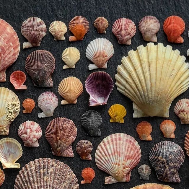 <p>двустворчатый</p>