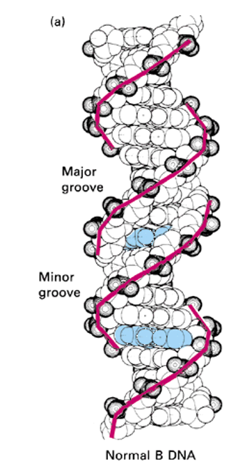 <ul><li><p>the helix makes a complete turn every 3, 4 nm - 10 pairs per turn</p></li><li><p>the spaces between the strands form two helical grooves of different widths</p></li><li><p>each base is accessible to molecules from the outside</p></li><li><p>Major grove; <strong>wider space</strong> between the backbones of the DNA helix, where the <strong>edges of the base pairs</strong> are more <strong>exposed</strong> and <strong>accessible</strong> to proteins.</p></li><li><p>Because the <strong>glycosidic bonds</strong> (where the bases attach to the sugar) are <strong>not directly opposite</strong> each other, the grooves formed are <strong>asymmetrical</strong>:</p></li><li><p>Minor groove; <strong>narrower of the two grooves</strong> that wind around the DNA double helix, opposite the <strong>major groove</strong>. These grooves are a direct result of the DNA's <strong>asymmetrical helix geometry</strong>.</p></li></ul><p></p>