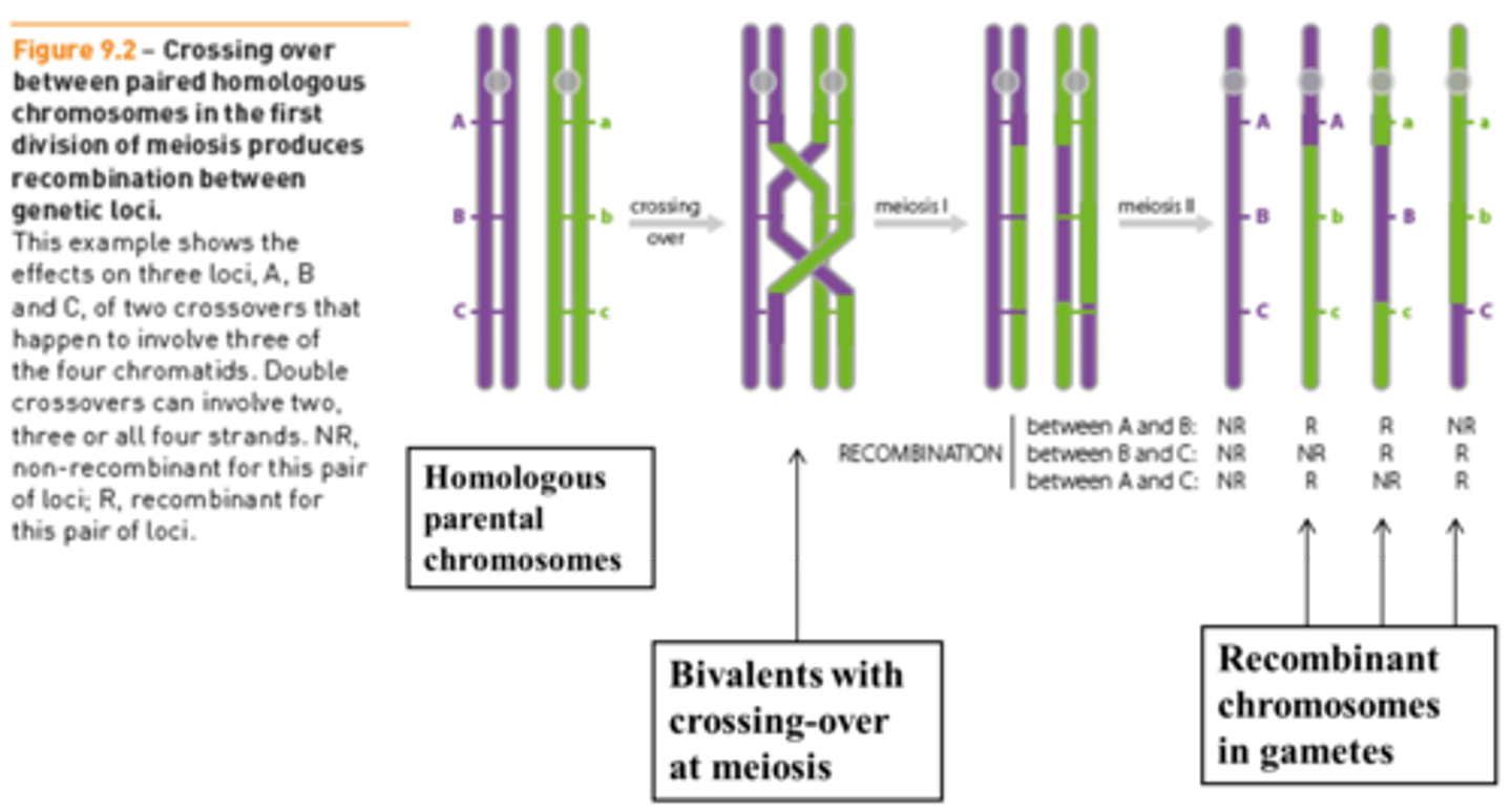 <p>Major source of genetic variation among organisms caused by re-assortment or crossing over during meiosis.</p>