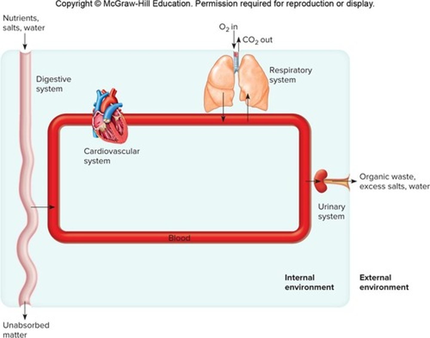 <p>It distributes oxygen and nutrients to body cells and transports wastes away from them.</p>