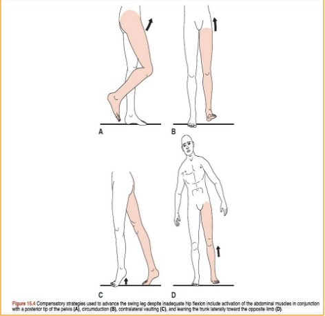 <p>hip flexors-swing</p>