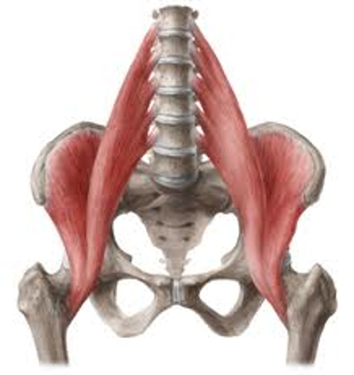 <p>deep, hip flexor, when flexing the hip located in the crease where trunk meets proximal end of femur</p>
